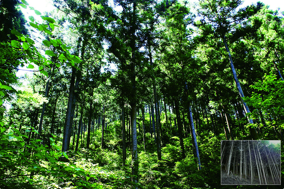 間伐された四万十の森